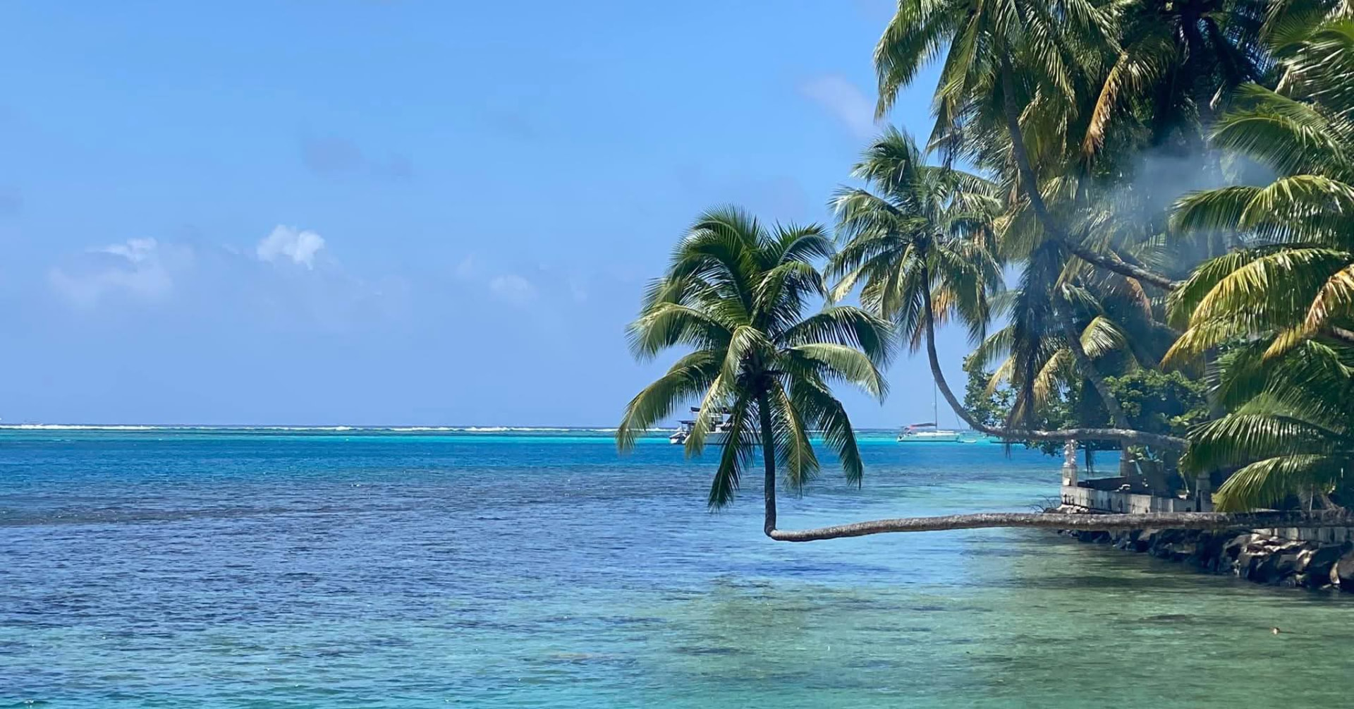 Cocotiers au bord du lagon de Moorea en Polynésie française